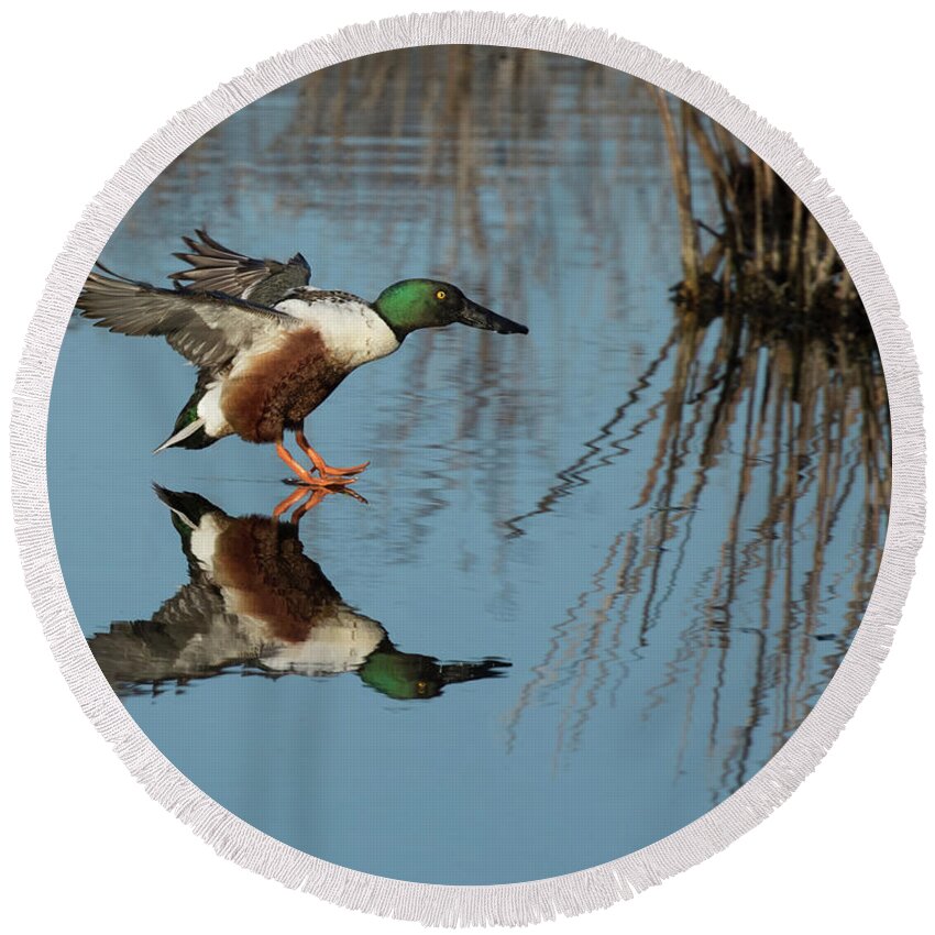 Duck Round Beach Towel featuring the photograph Reflection Connection by Art Cole