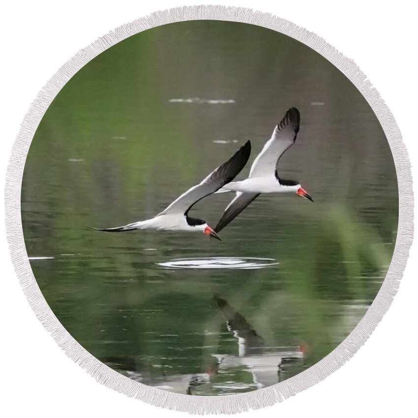 Bird Round Beach Towel featuring the photograph Reflection of Skimmers over the Pond by Carol Groenen
