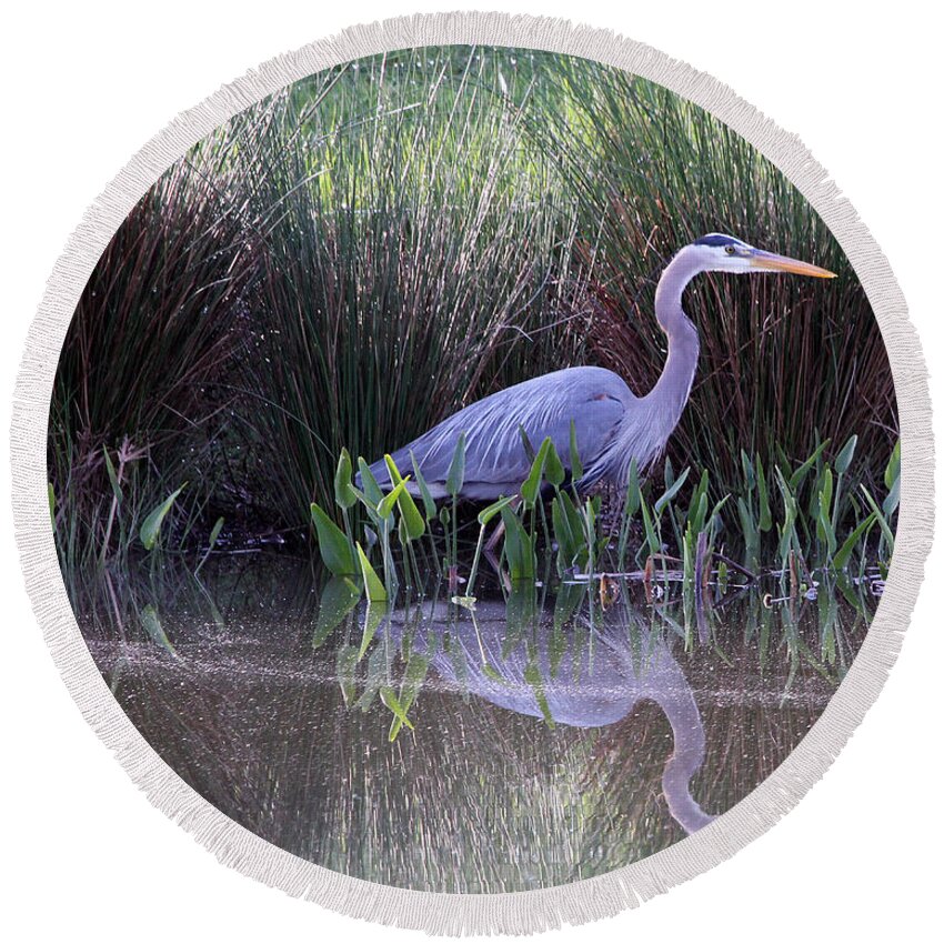 Great Blue Heron Round Beach Towel featuring the photograph Reflections at Nassau Grove by Allan Levin