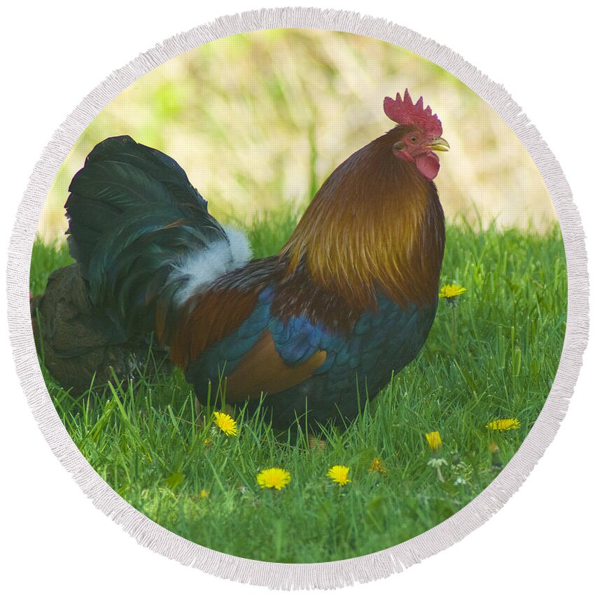 Rooster Round Beach Towel featuring the photograph Regal Rooster by Louise Magno