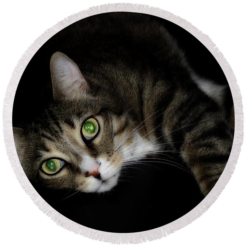 Cat Round Beach Towel featuring the photograph Relaxation by Mike Eingle