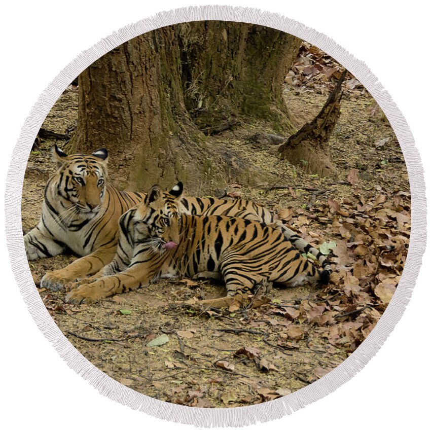 Tiger Round Beach Towel featuring the photograph Relaxing by Pravine Chester