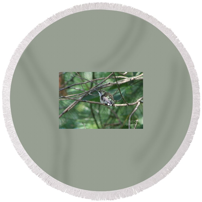 Hummingbird Round Beach Towel featuring the photograph Chubby by Barbara S Nickerson