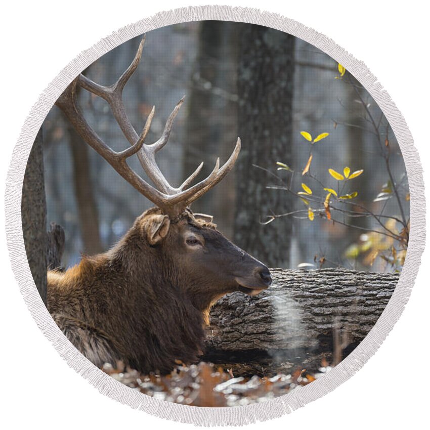 Elk Round Beach Towel featuring the photograph Resting by Andrea Silies
