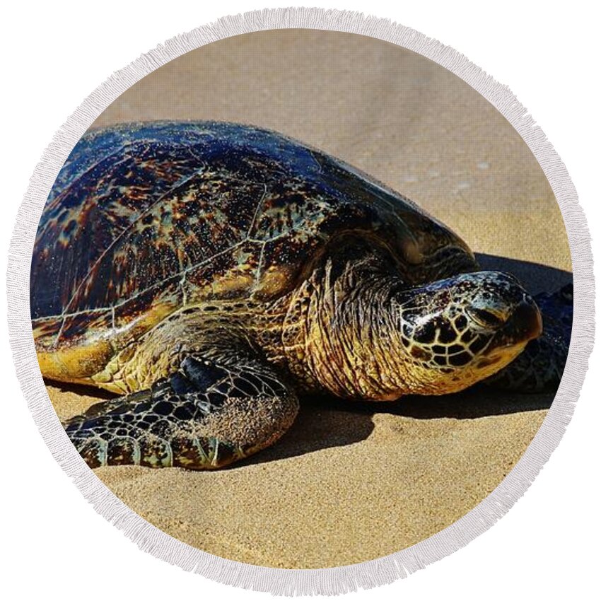 Sea Turtle Round Beach Towel featuring the photograph Resting Sea Turtle by Craig Wood