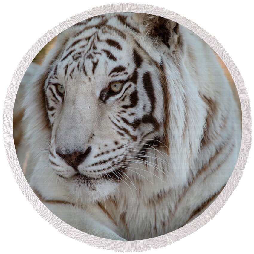 Animal Round Beach Towel featuring the photograph Resting Tiger by Teresa Wilson