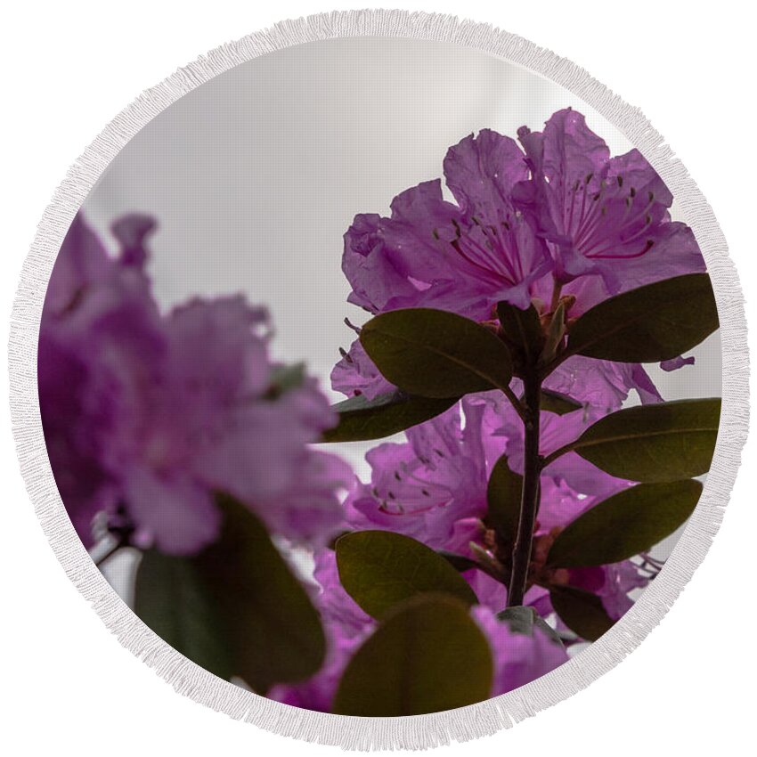 Rhododendron Round Beach Towel featuring the photograph Rhododendron Backlit by the Sun by Holden The Moment