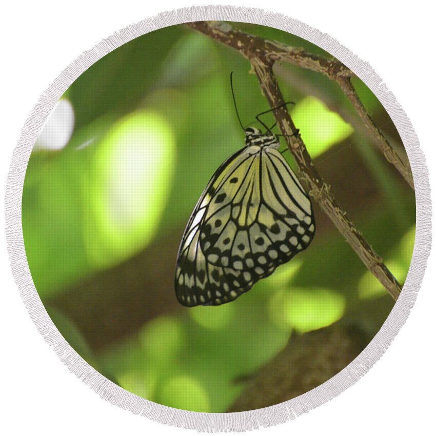 Tree-nymph Round Beach Towel featuring the photograph Rice Paper Butterfly Clinging To a Tree Branch by DejaVu Designs