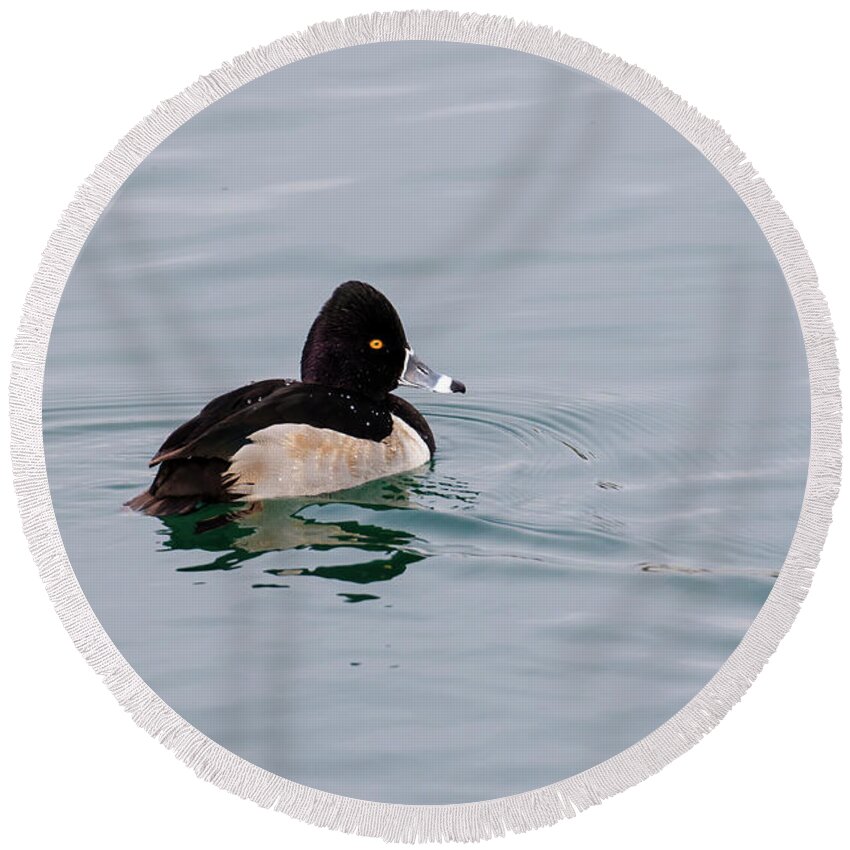 Gary Hall Round Beach Towel featuring the photograph Ring Necked Duck 2 by Gary Hall