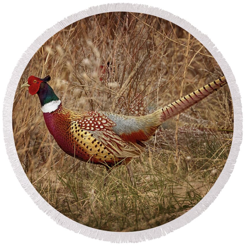 Pheasants Round Beach Towel featuring the photograph Ring Necked Pheasant by Susan Rissi Tregoning