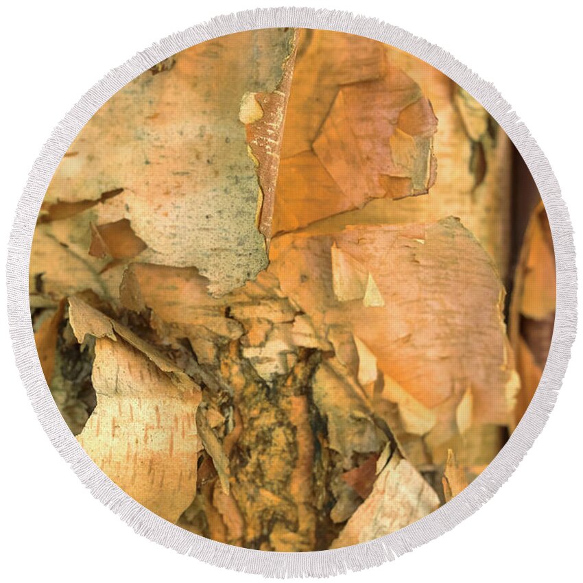 River Birch Tree Round Beach Towel featuring the photograph River Birch by Tom Singleton