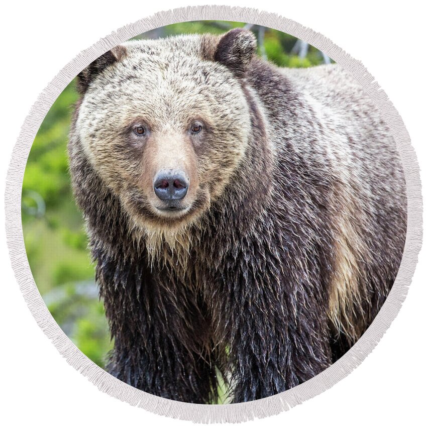 Grizzly Round Beach Towel featuring the photograph River Crossing by Kevin Dietrich