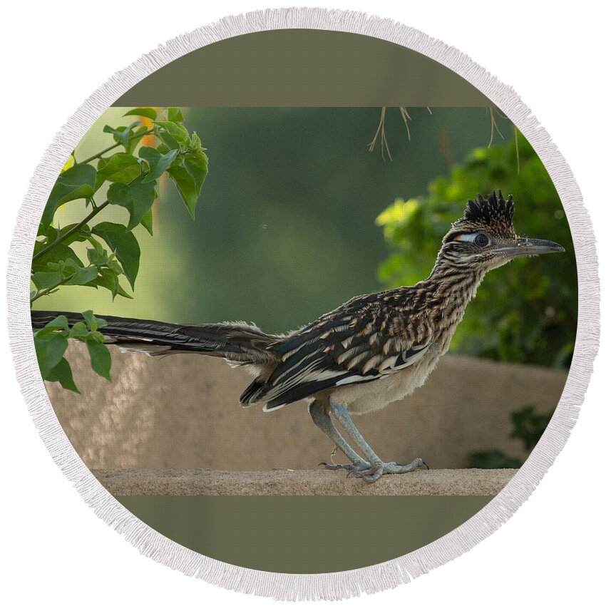 Roadrunner Round Beach Towel featuring the photograph Roadrunner Closeup by John Daly
