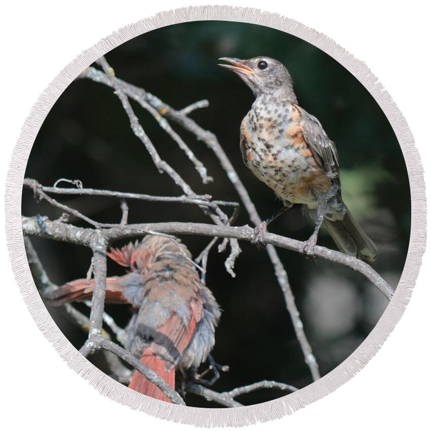 American Robin Round Beach Towel featuring the photograph Robin and Cardinal 2664 by John Moyer