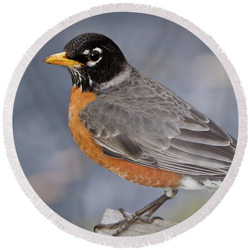 Robin Round Beach Towel featuring the photograph Robin by Douglas Stucky