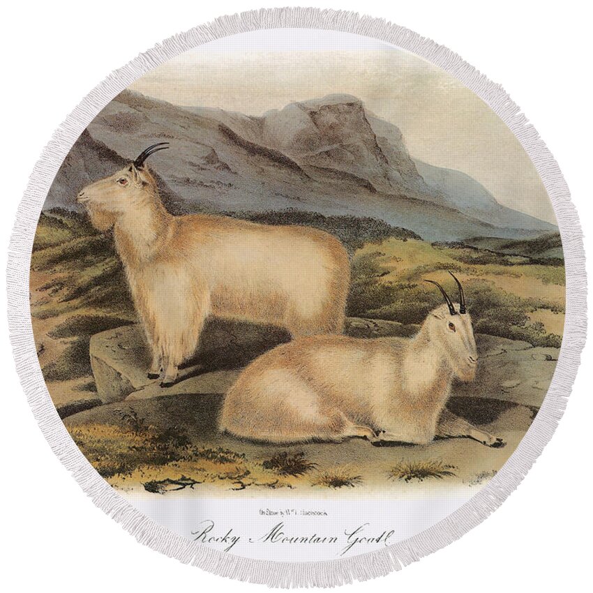 Aod Round Beach Towel featuring the photograph Rocky Mountain Goats by Granger