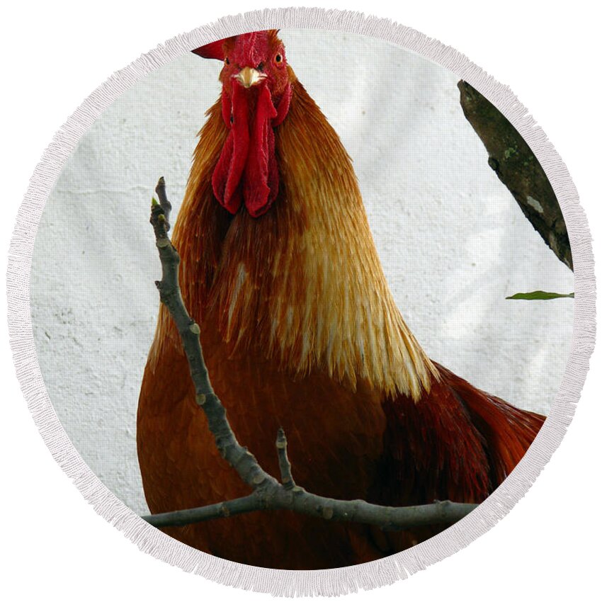 Rooster Round Beach Towel featuring the photograph Rooster in Miami backyard by Amanda Barcon