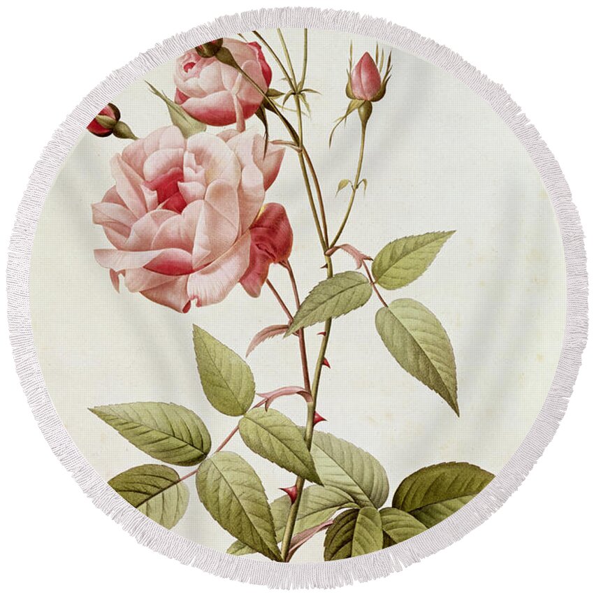 Rosa Round Beach Towel featuring the painting Rosa Indica Vulgaris by Pierre Joseph Redoute