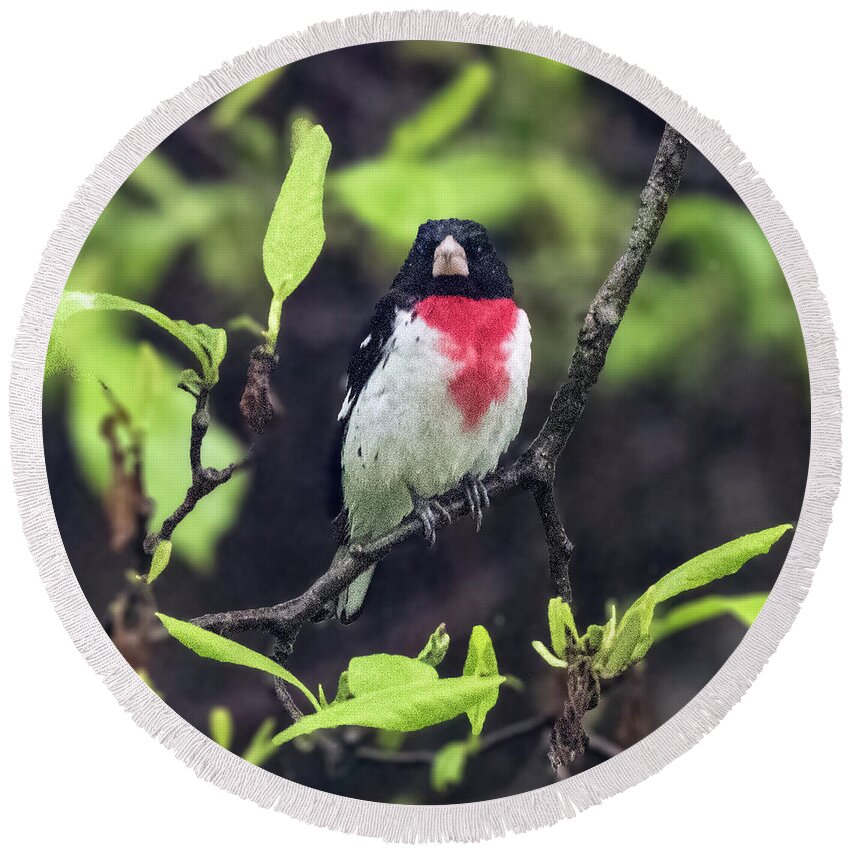 Animal Round Beach Towel featuring the photograph Rose-breasted Grosbeak on Tree Branch by William Bitman