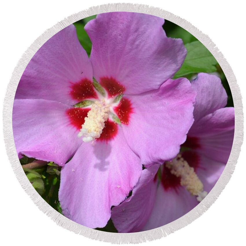 Flowers Round Beach Towel featuring the photograph Rose of Sharon by Eileen Brymer