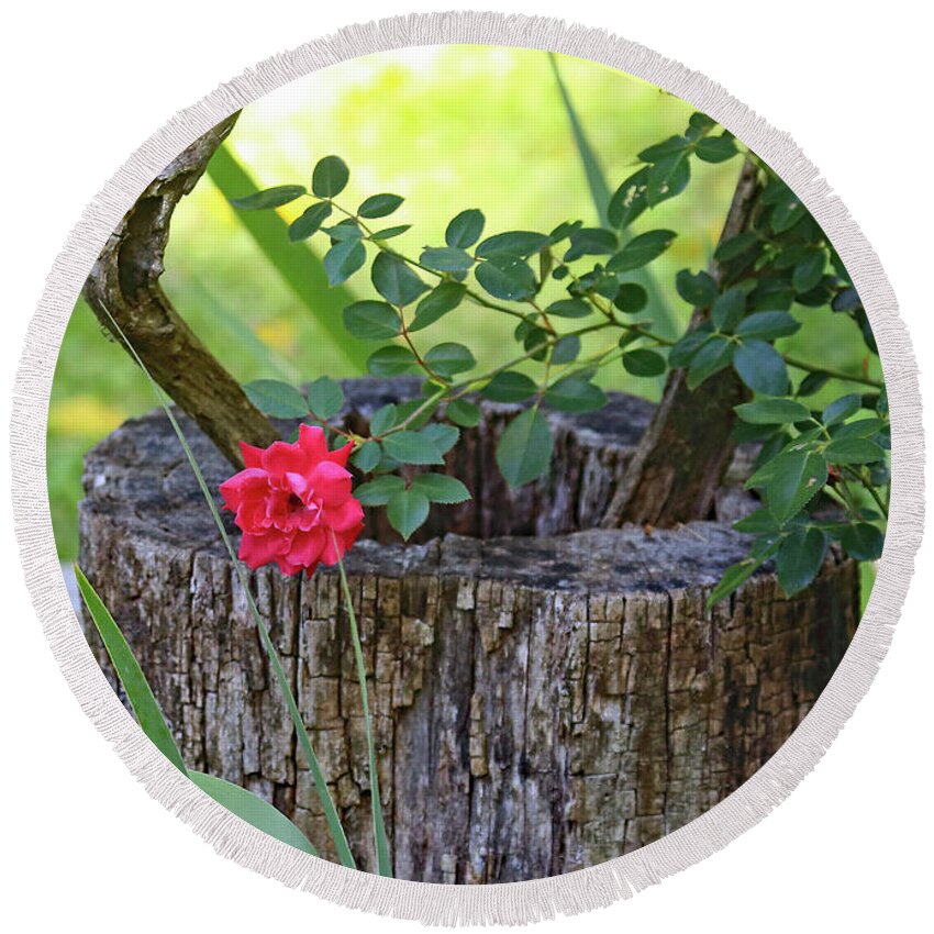 Rose On Wood Round Beach Towel featuring the photograph Rose on Wood by PJQandFriends Photography