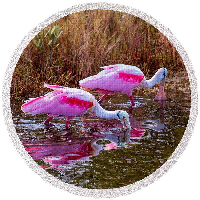 Birds Round Beach Towel featuring the photograph Roseate Spoonbills Swishing for Food by John M Bailey