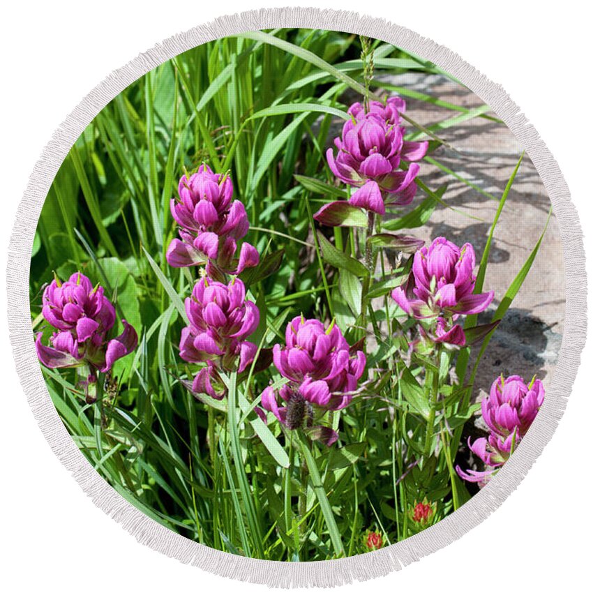Colorado Round Beach Towel featuring the photograph Rosy WIldflowers by Julia McHugh