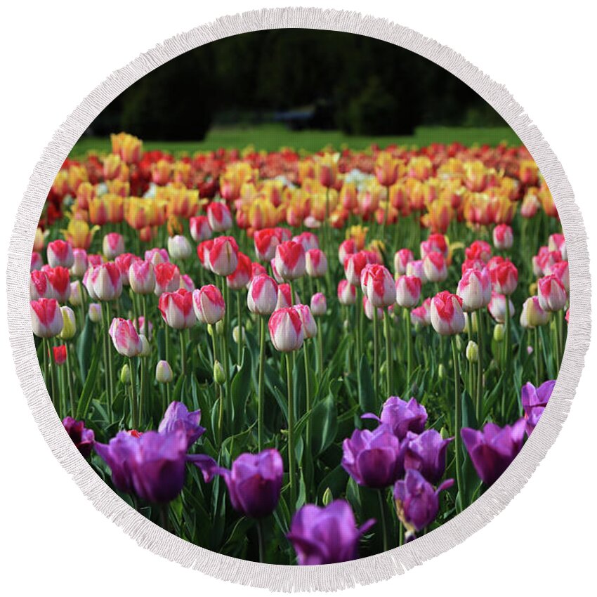 Rows Of Tulips Round Beach Towel featuring the photograph Rows of Tulips by Rachel Cohen