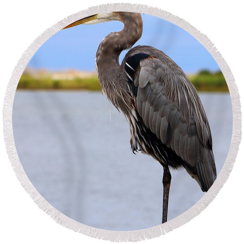 Liza Round Beach Towel featuring the photograph Royal Blue Heron by Larry Beat