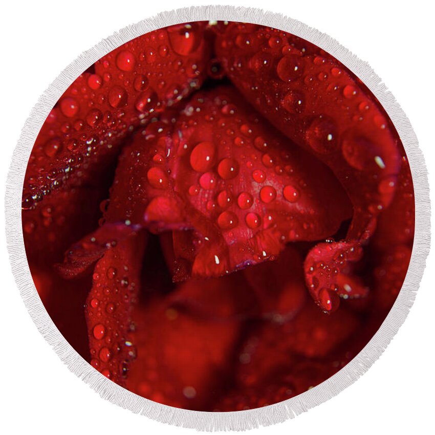 Botanical Photography Round Beach Towel featuring the photograph Royal Red Rose Nature / Floral / Botanical Photograph by PIPA Fine Art - Simply Solid