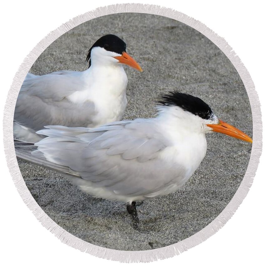 Tern Round Beach Towel featuring the photograph Royal Terns by Keith Stokes