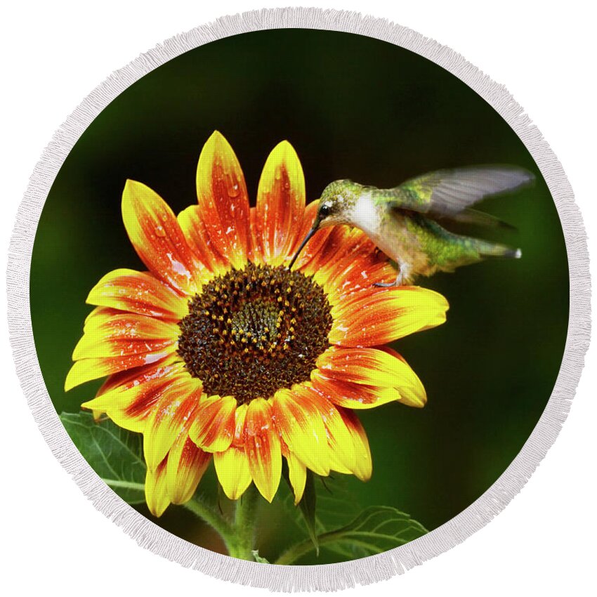  Round Beach Towel featuring the photograph Ruby and Sunflower by Garrett Sheehan