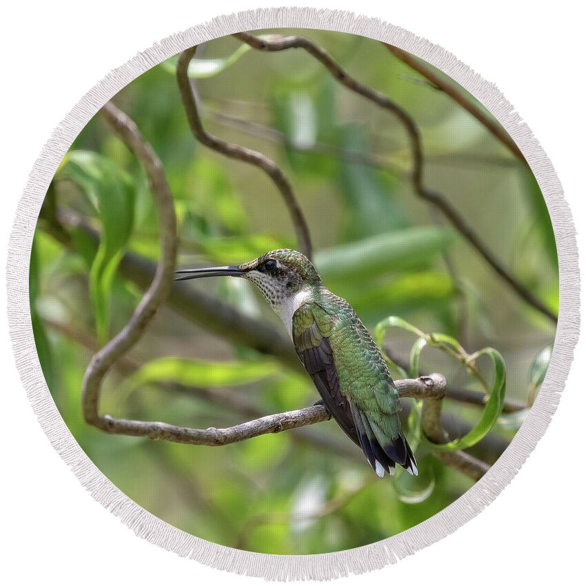 Hummingbirds Round Beach Towel featuring the photograph Ruby-Throated Hummingbird - Female by DB Hayes