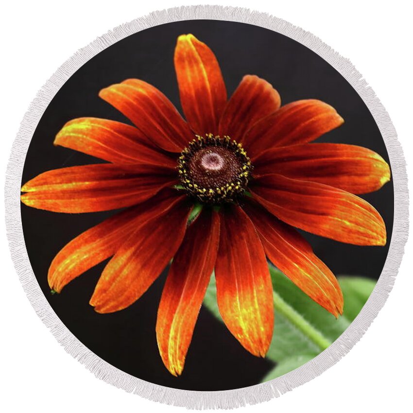 Coneflower Round Beach Towel featuring the photograph Rudbeckia by Jeff Townsend