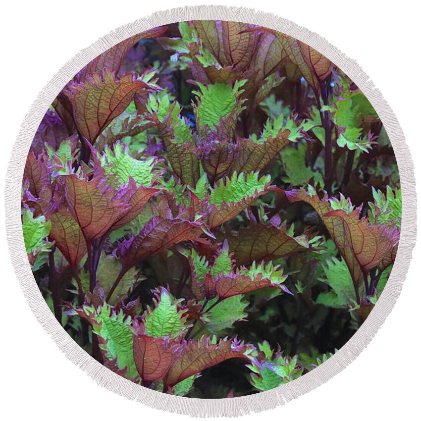 Coleus Round Beach Towel featuring the photograph Ruffly Leaves in Green and Maroon by Carol Groenen