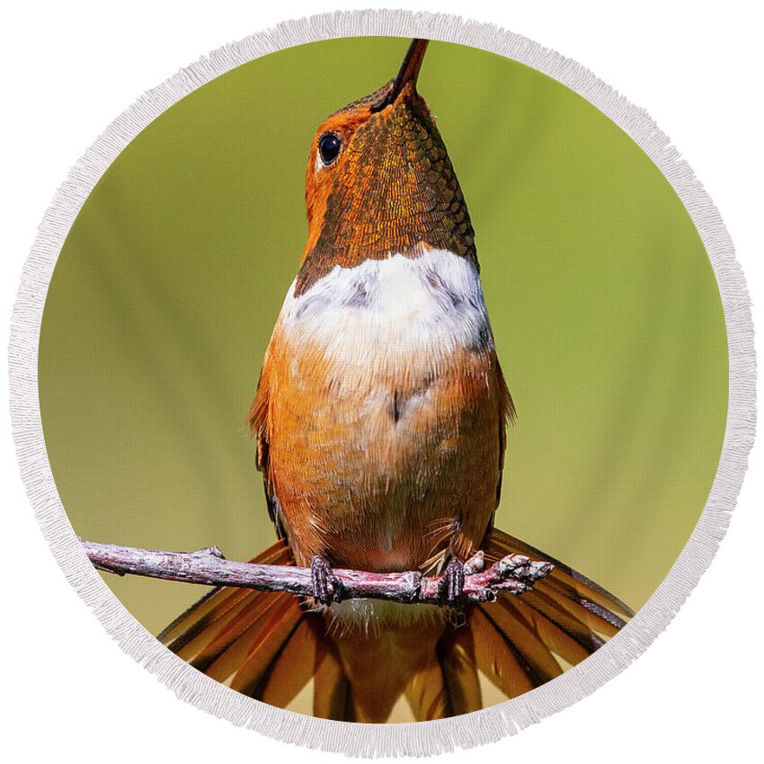 Hummingbird Round Beach Towel featuring the photograph Rufous Hummingbird Perched on a Limb by Lowell Monke