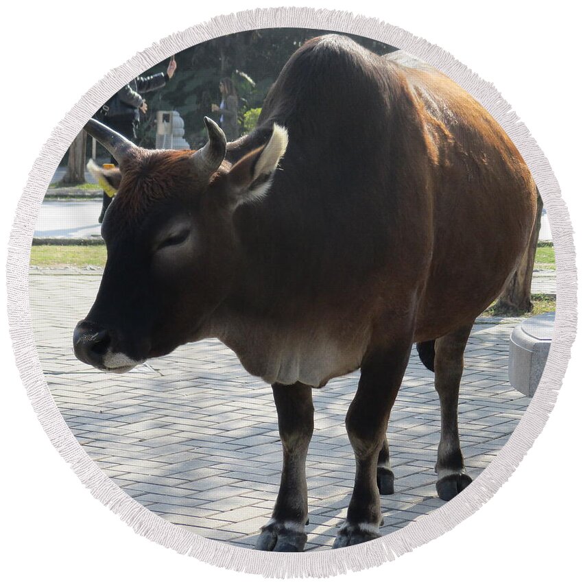 Sacred Cow Round Beach Towel featuring the photograph Sacred Cow 2 by Randall Weidner