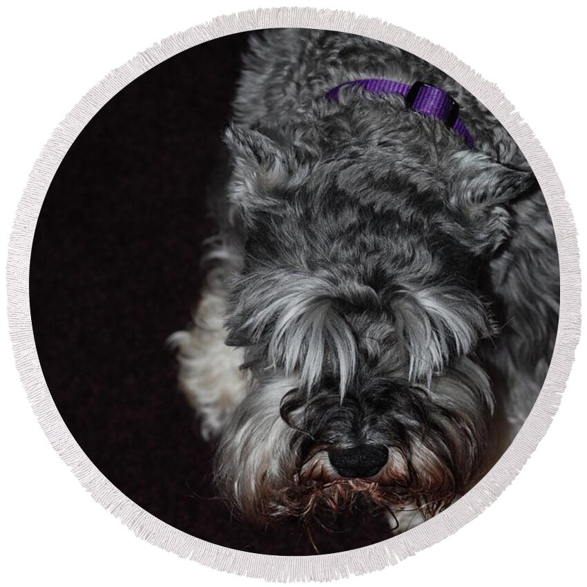 Dog Round Beach Towel featuring the photograph SAM by Rob Hans