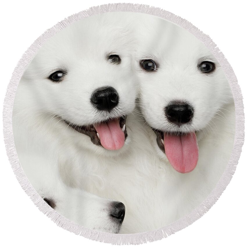 Dog Round Beach Towel featuring the photograph Samoyed Puppies by Sergey Taran