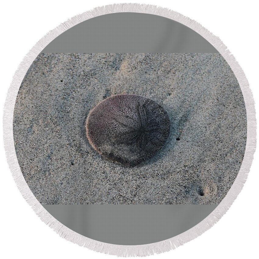 Sand Dollar Round Beach Towel featuring the photograph Sand Dollar by Christy Pooschke