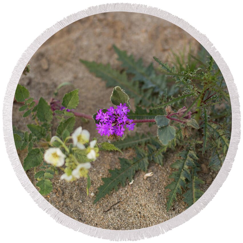 Anza Borrego Wildflowers Round Beach Towel featuring the photograph Sand verbena sunset by Kunal Mehra