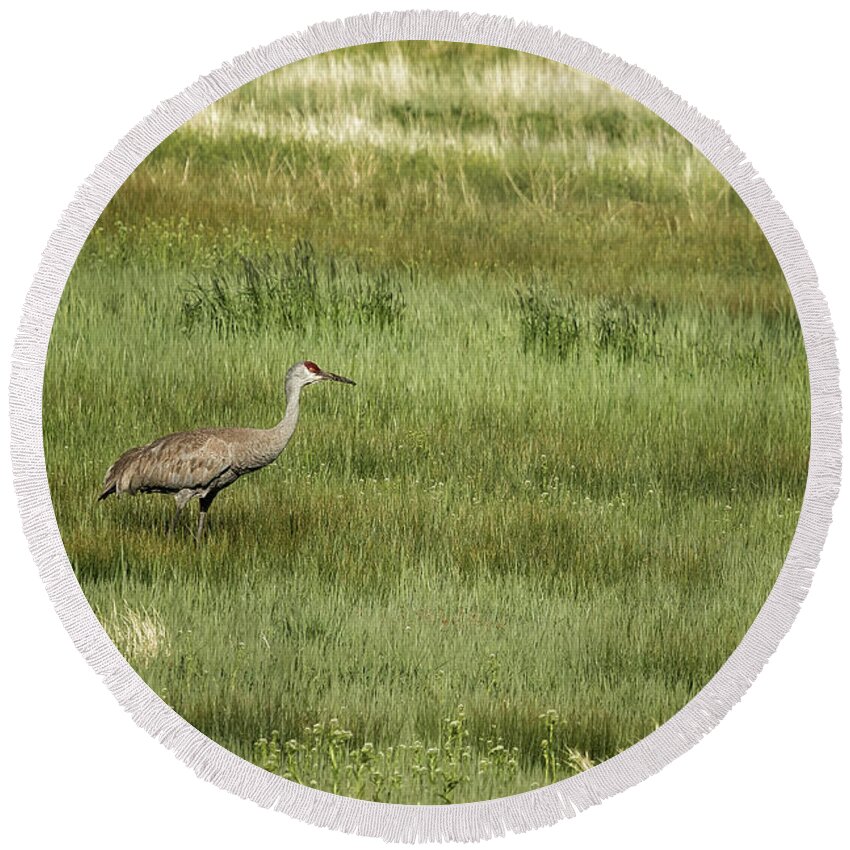 Sandhill Crane Round Beach Towel featuring the photograph Sandhill Crane in a Field of Greens and Yellows, No. 1 by Belinda Greb