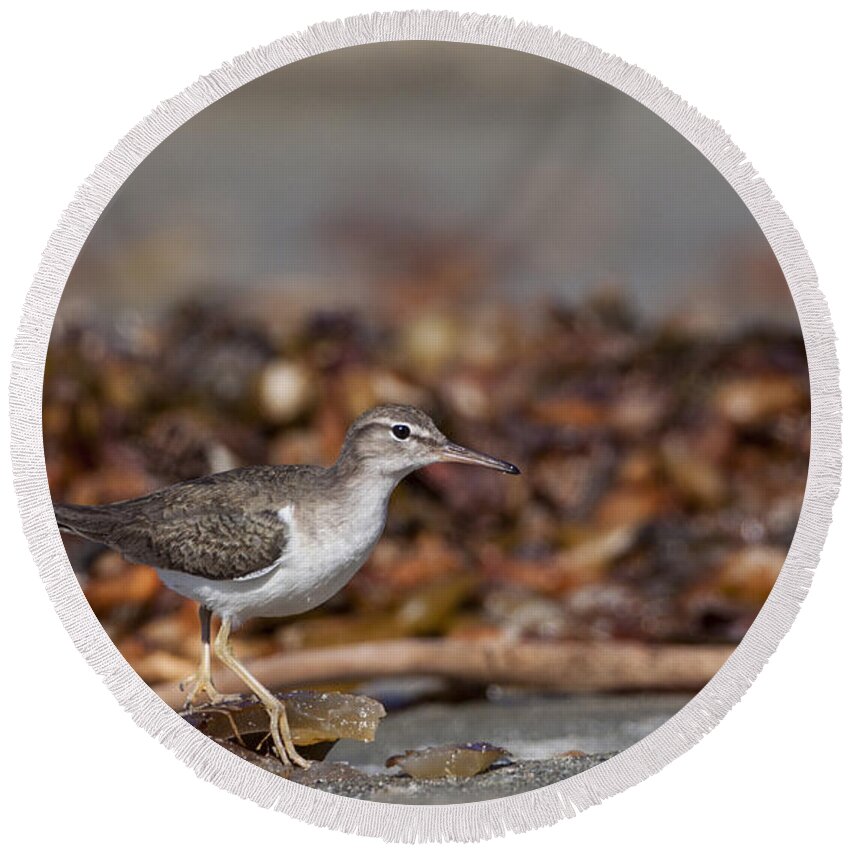Sandpiper Round Beach Towel featuring the photograph Sandpiper along the beach by Ruth Jolly