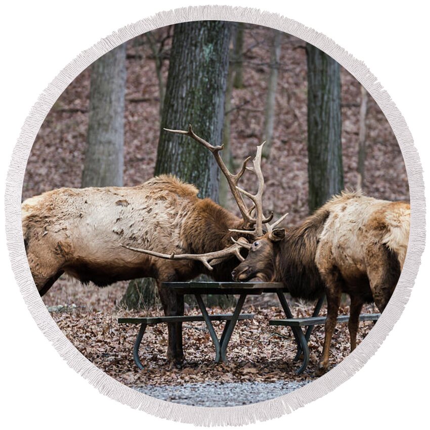 Elk Round Beach Towel featuring the photograph Say Uncle by Andrea Silies