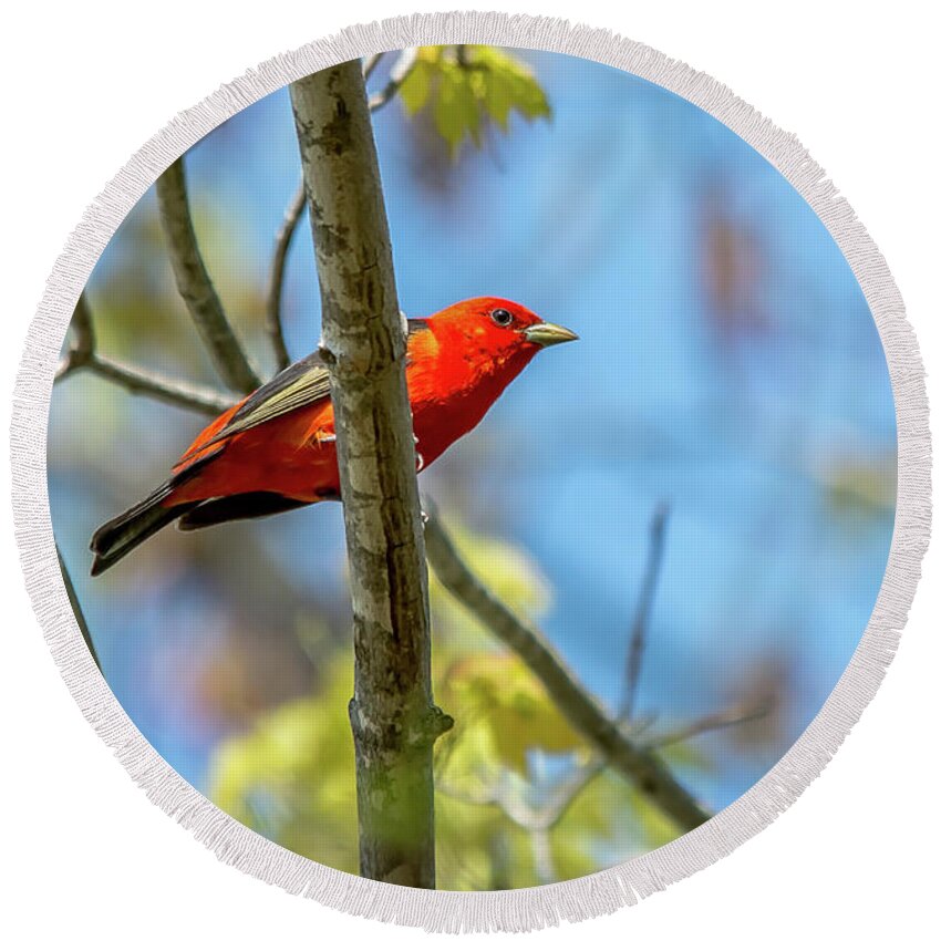Cheryl Baxter Photography Round Beach Towel featuring the photograph Scarlet Tanager Under a Blue Sky by Cheryl Baxter