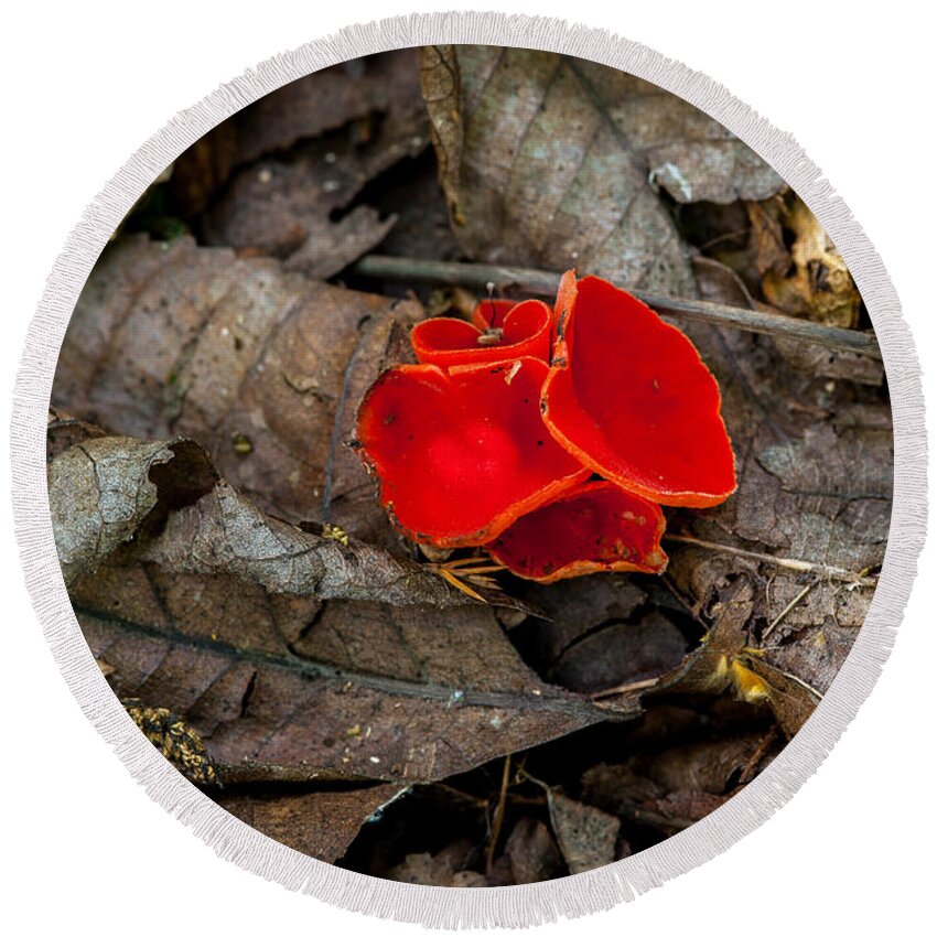 Fungus Round Beach Towel featuring the photograph Scarlet Underfoot by Jeff Phillippi