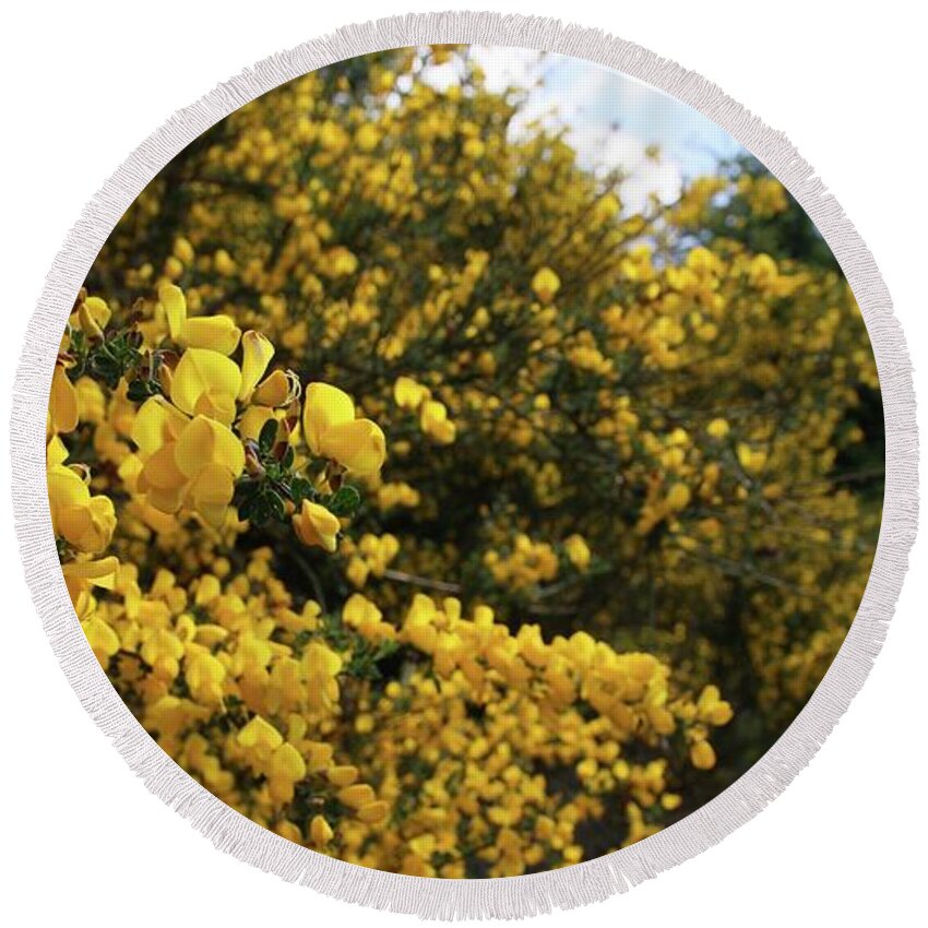 Flower Round Beach Towel featuring the photograph Scotch Broom by KATIE Vigil