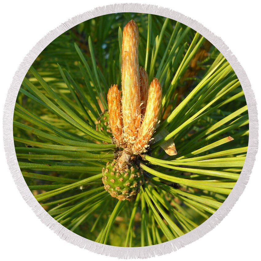 Scotch Pine Round Beach Towel featuring the photograph Scotch Pine cone and candles by Kent Lorentzen