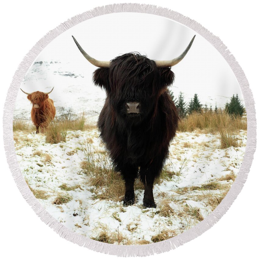 Highland Cattle Round Beach Towel featuring the photograph Scottish Black Highland Coo by Maria Gaellman