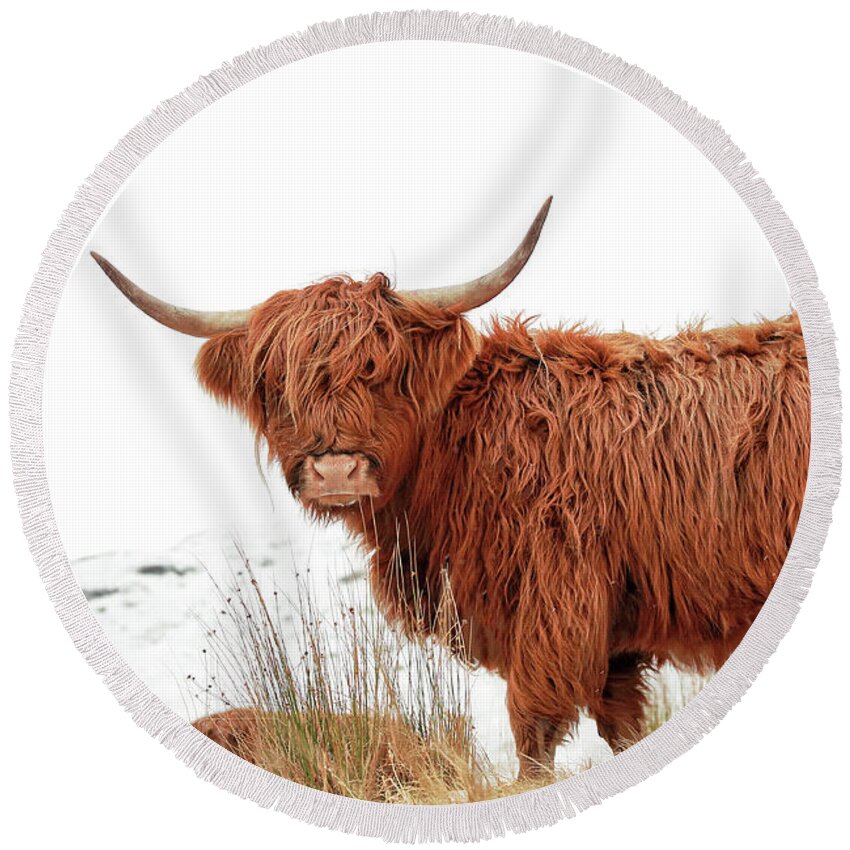 Highland Cow Round Beach Towel featuring the photograph Scottish Highland Cow by Grant Glendinning